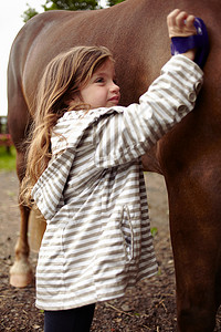 小女孩在给马梳毛背景图片