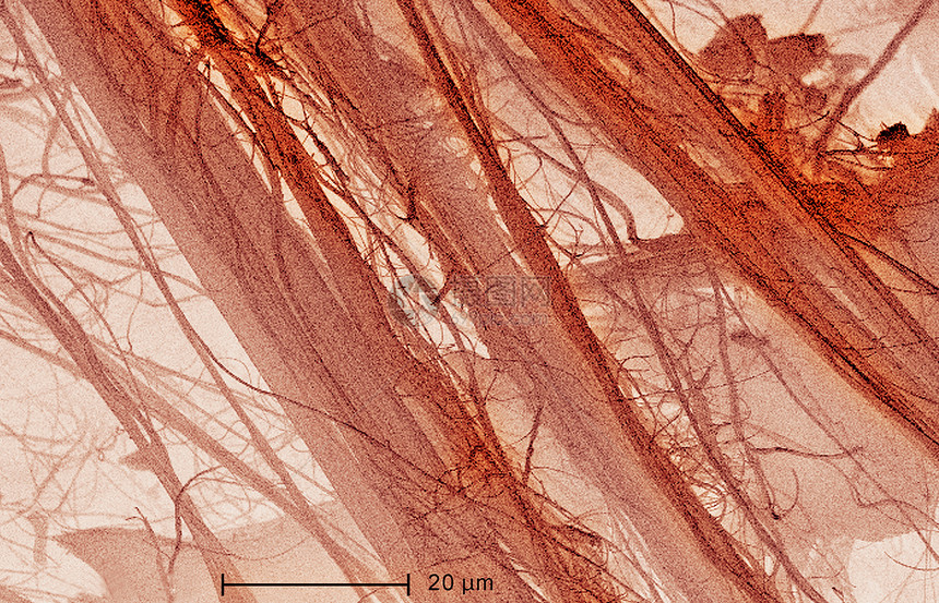 石棉电子显微摄影图图片