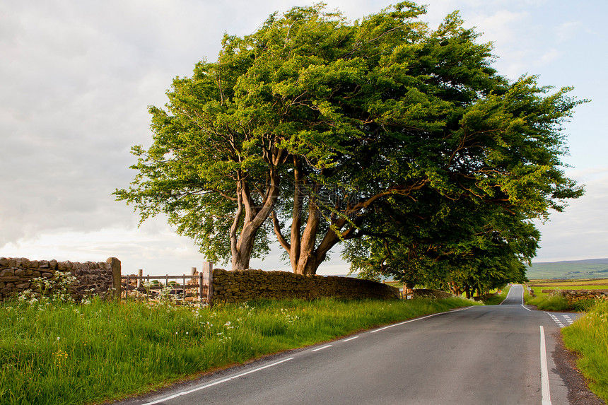 覆盖农村道路的树木图片