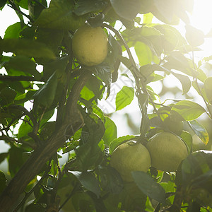 阳光下树上的果实背景图片