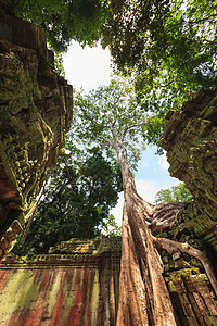 印度教寺庙上的树木背景图片