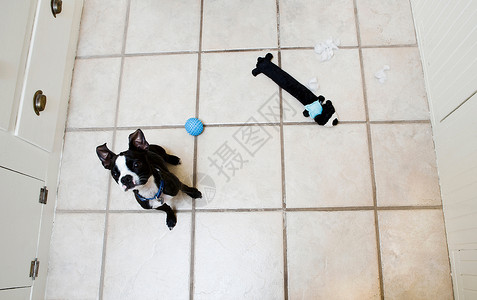 厨房地板上玩玩具的狗图片