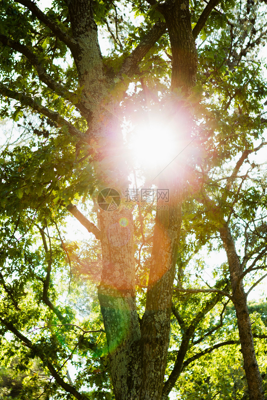 阳光照耀在树木中图片
