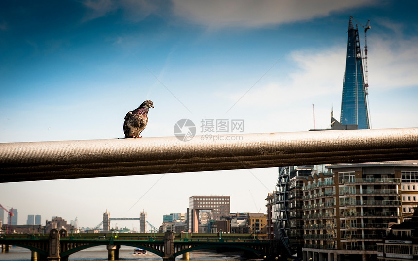 伦敦大桥栏杆上的鸽子图片