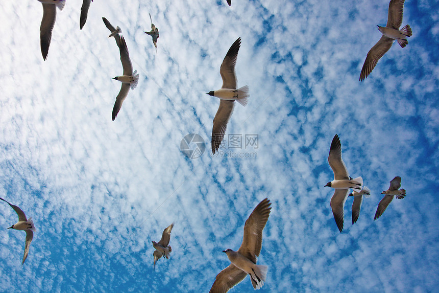 蓝天上飞行的鸟儿图片