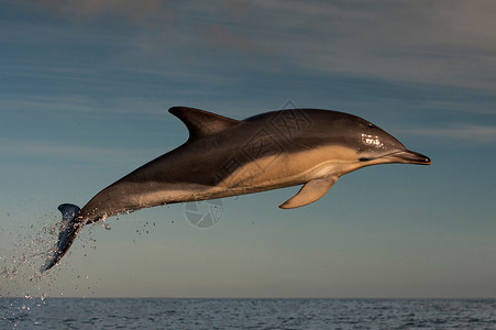 海豚跳过水面高清图片