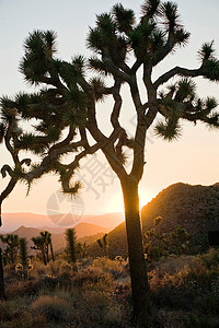 美国加利福尼亚州公园的黄昏高清图片