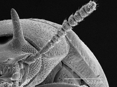 显微镜下的昆虫标本背景图片