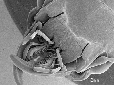 显微镜下的甲虫标本图片