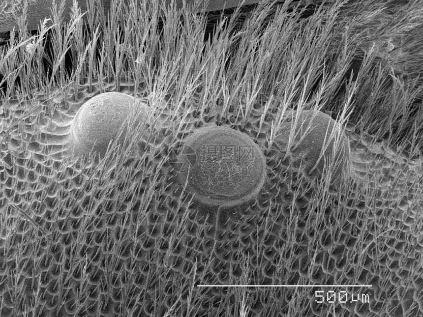 显微镜下的蜜蜂标本图片