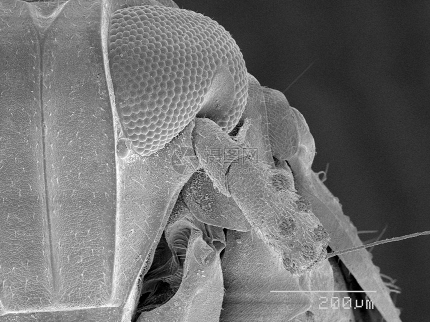 显微镜下的昆虫标本图片
