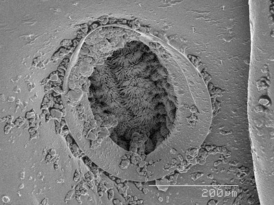 显微镜下的粉虱标本图片