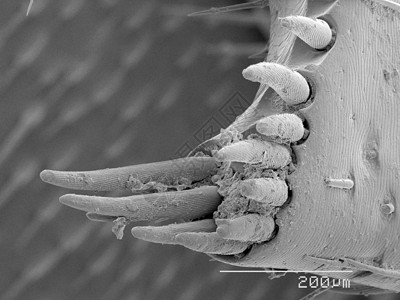 显微镜下的甲虫标本高清图片