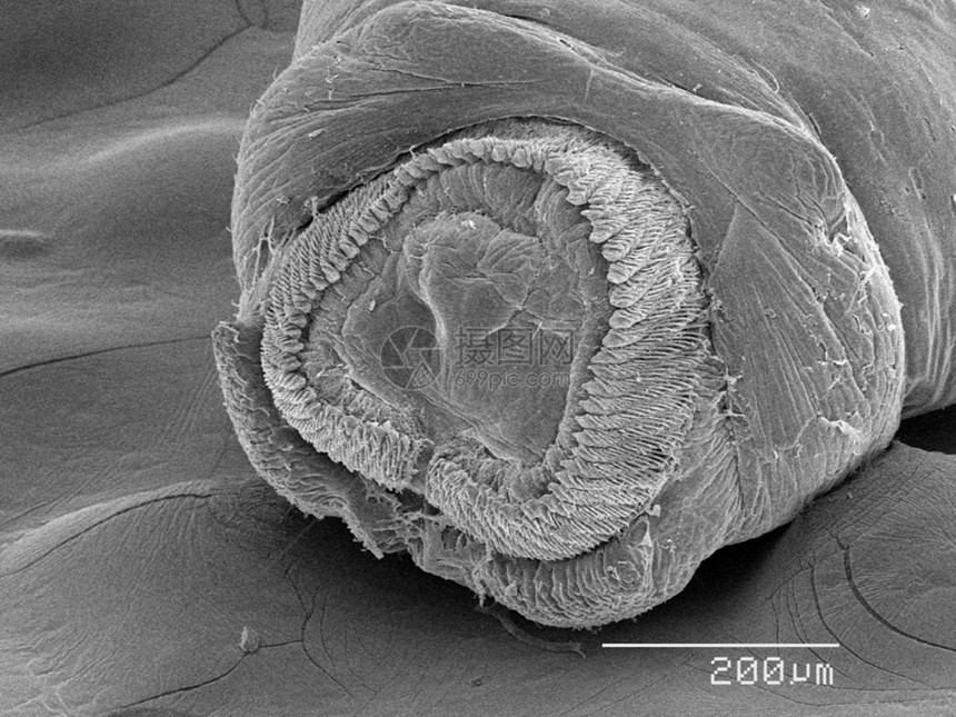 显微镜下的飞虫标本图片