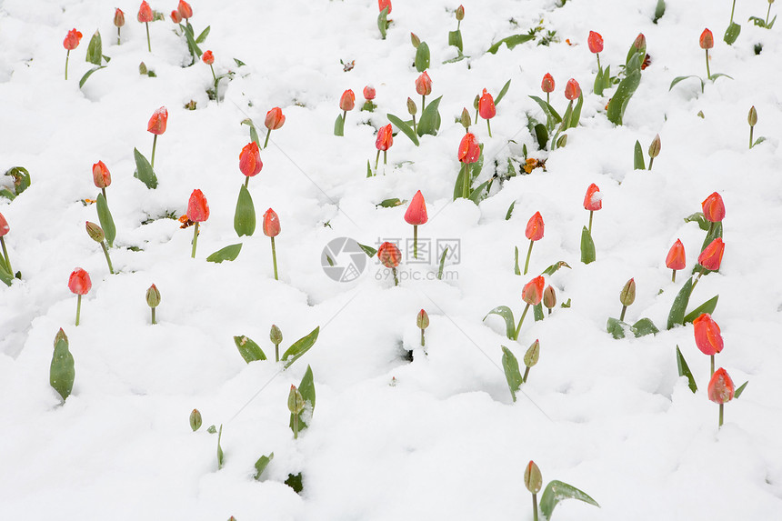 雪中的郁金香图片