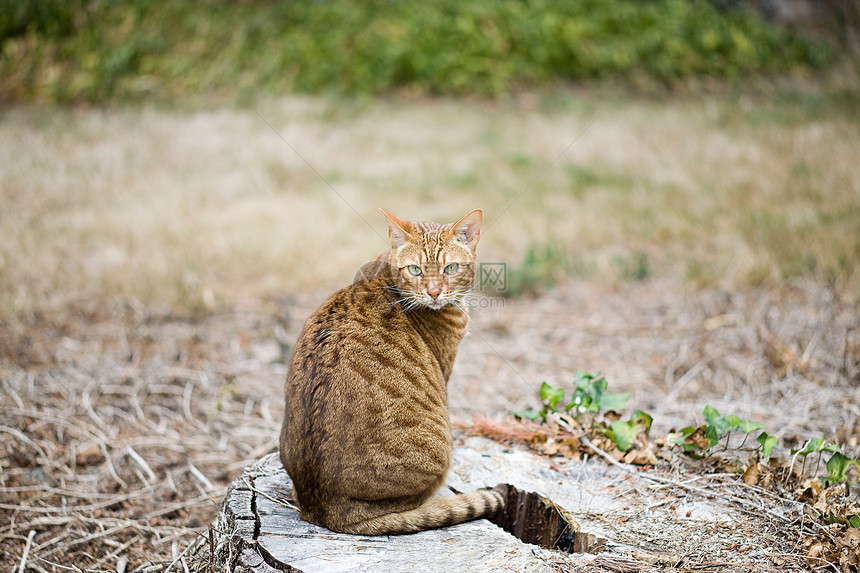 猫图片