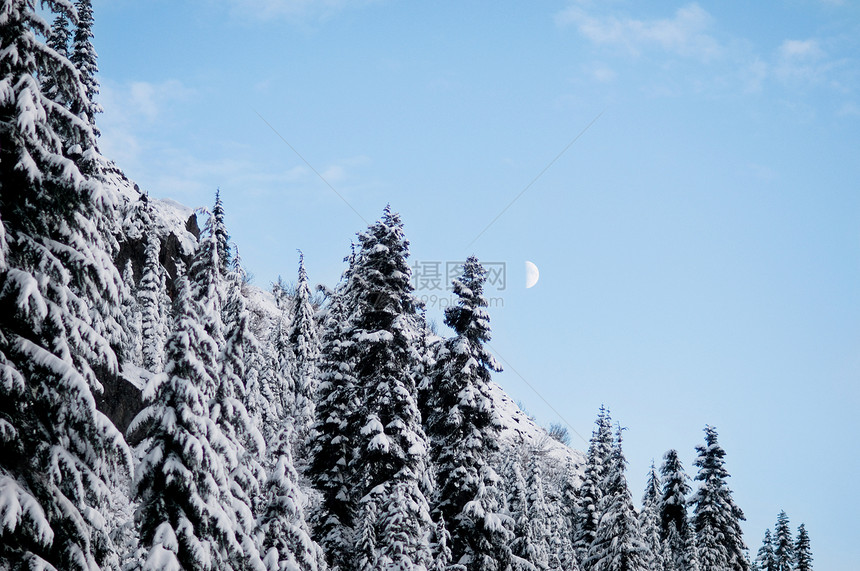 冬季森林和月亮图片