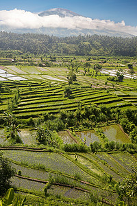巴厘岛的古农阿邦火山和稻田图片