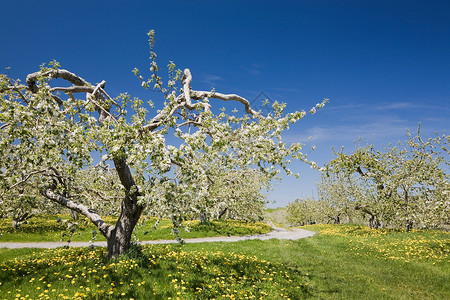 春天果园里的树图片