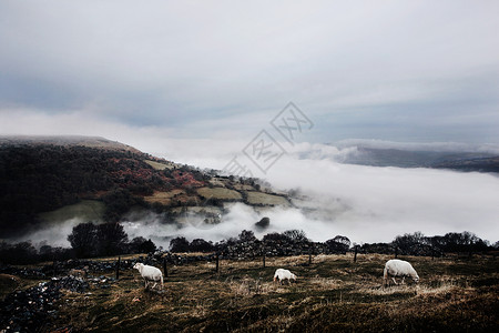 野外的羊群图片