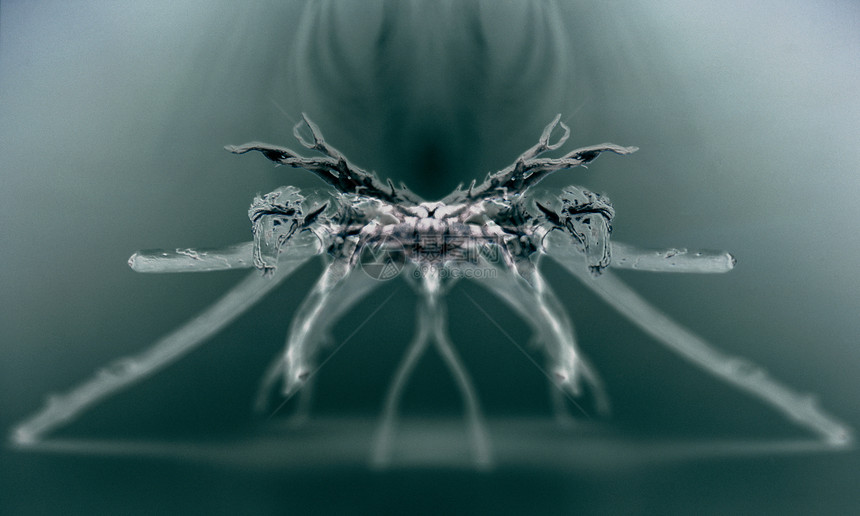 蜘蛛X光图像图片