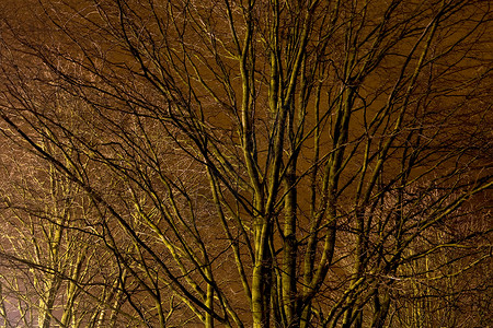 夜间路灯照亮的树木图片