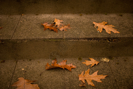 台阶的秋日落叶图片