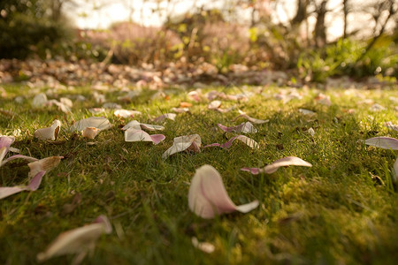 草地上的树叶图片