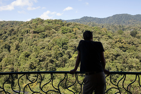 仰望哥斯达黎加雨林风景的男人图片