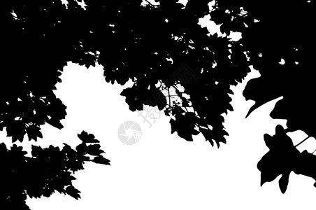 树叶轮廓背景图片