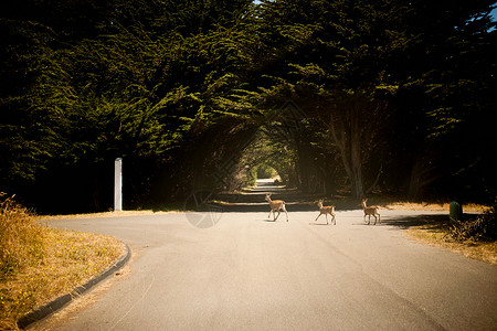 走过公路的鹿图片