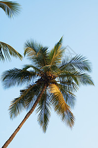 果阿棕榈树背景图片
