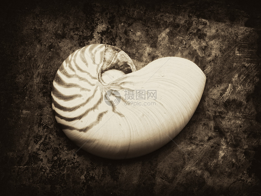 Nautilus贝壳图片