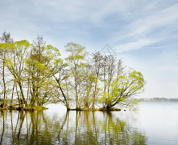 湖边附近的树木图片