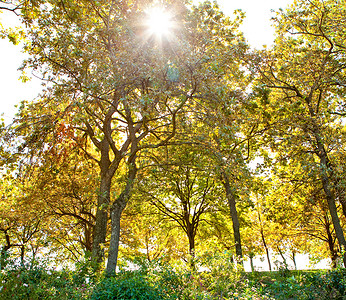 阳光下的树木背景图片