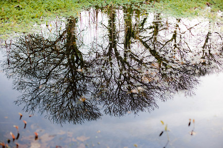 水坑中折射的树木背景图片