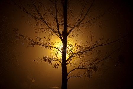 夜间照亮树木图片