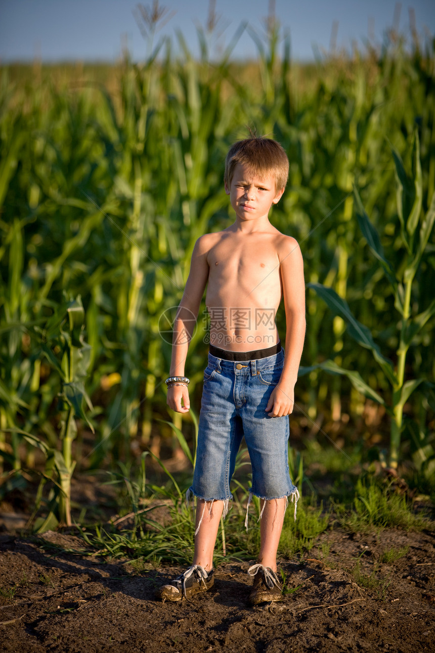 在玉米田里的男孩图片