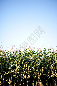 玉米田背景图片