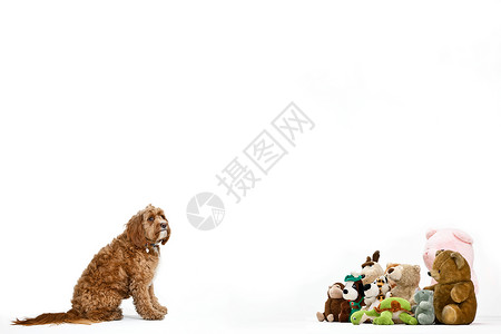 狗和泰迪熊图片