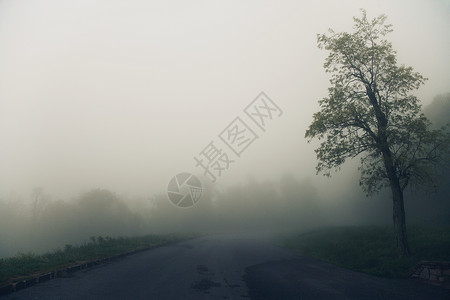 雾里的大树图片