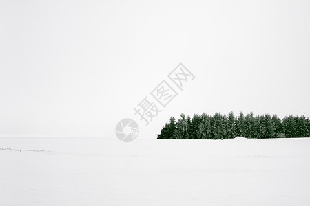 积雪中的森林图片