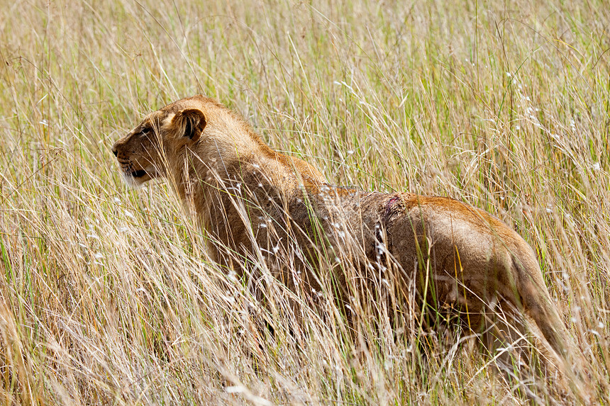 博茨瓦纳灌木丛中的狮子图片