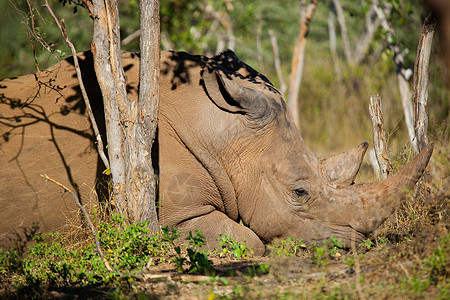 非洲赞比亚公园的犀牛图片