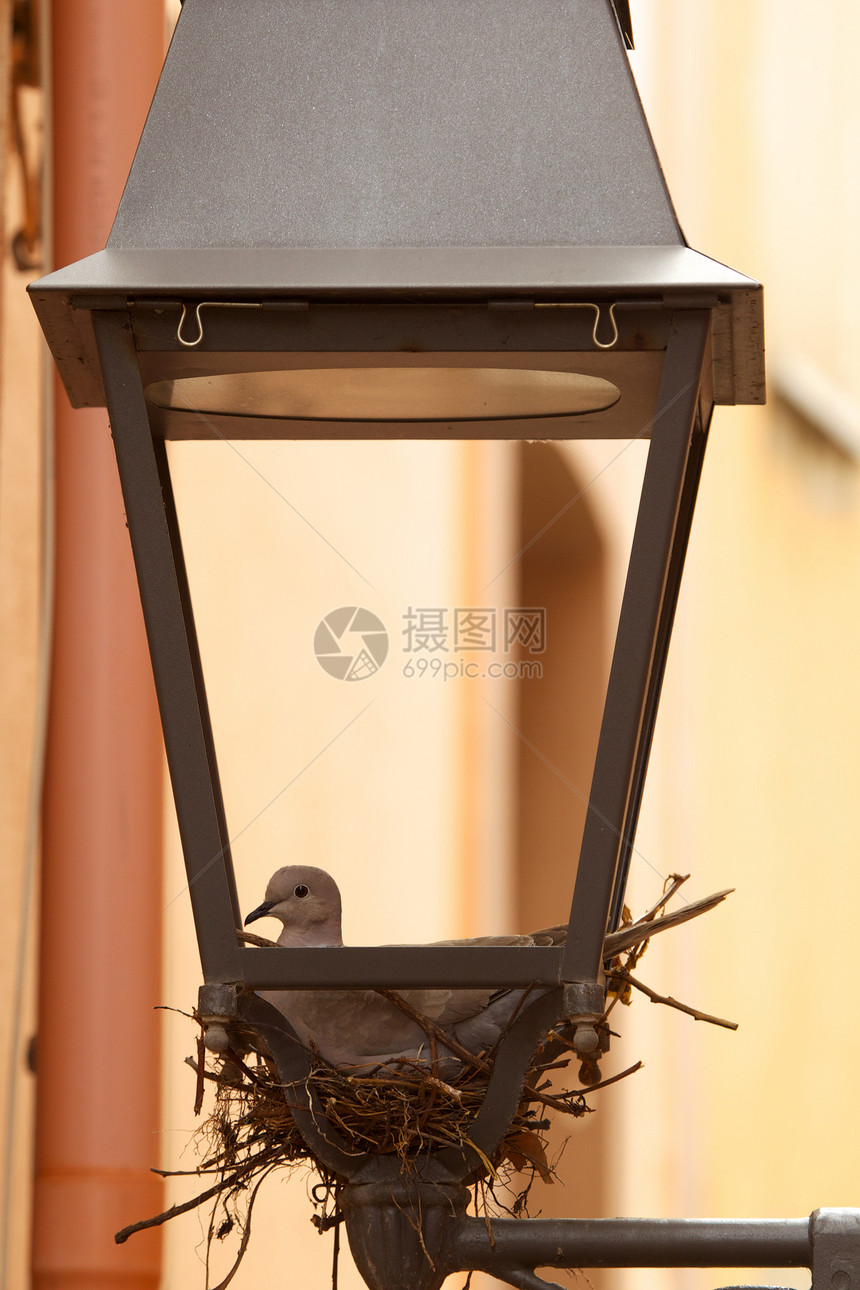 在灯笼上筑巢的鸽子图片
