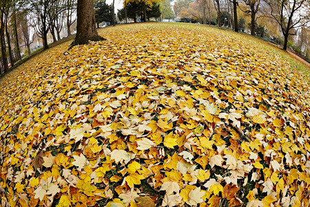 德国法兰克福公园的秋叶背景图片
