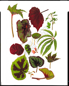 白色背景的植物图片