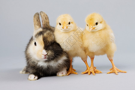 兔子和两只小鸡背景图片