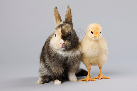 兔子和小鸡背景图片