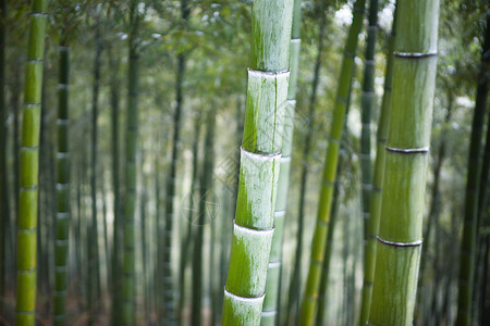 在森林中种植的竹图片